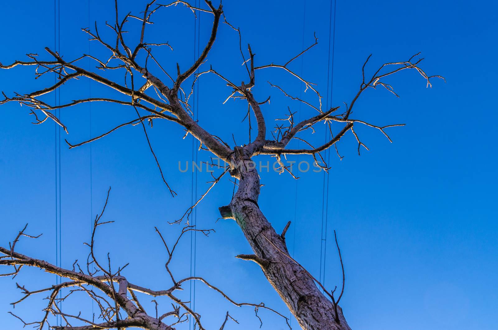 dry tree on background of blue sky with high-voltage wires