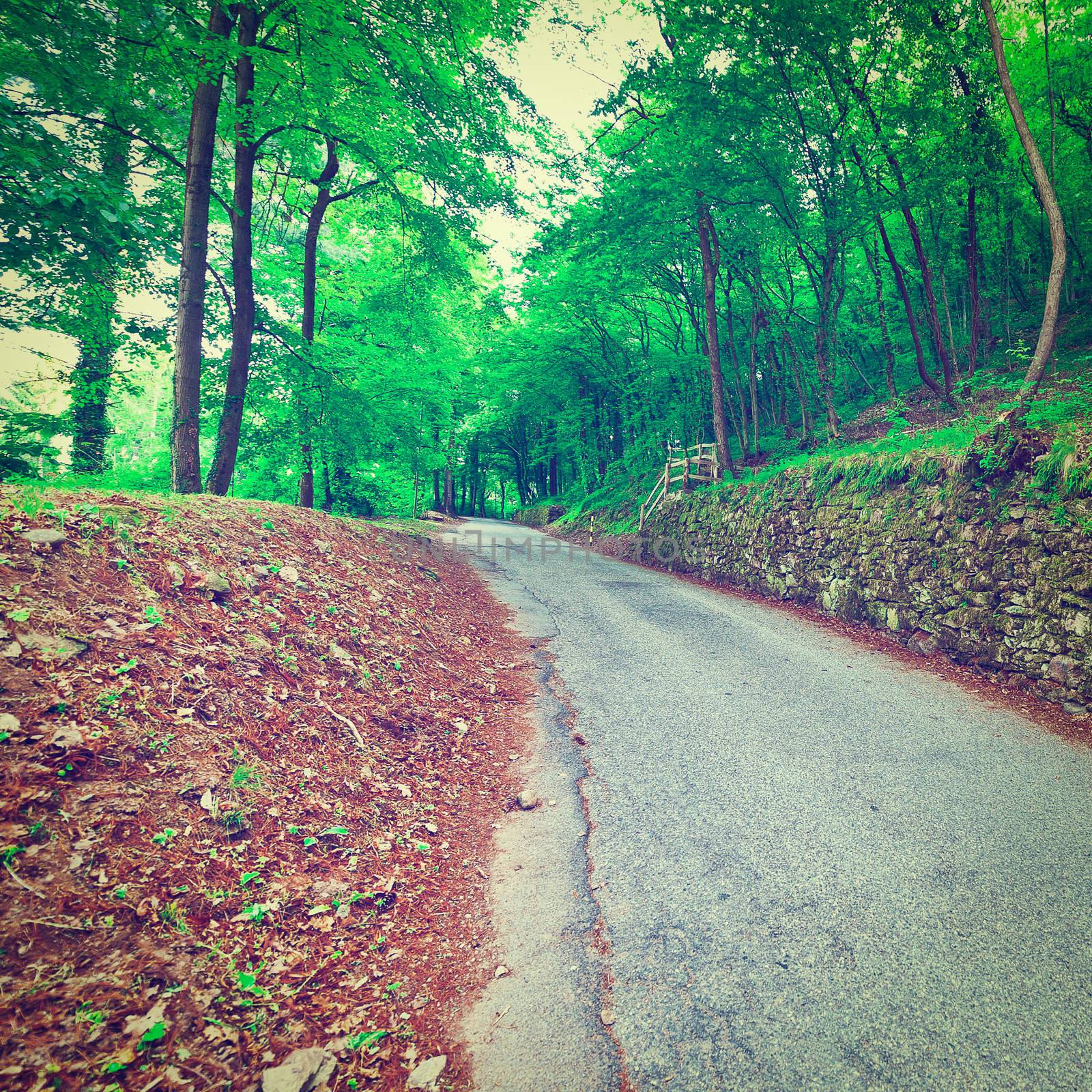Asphalt Forest Road in Italy, Instagram Effect