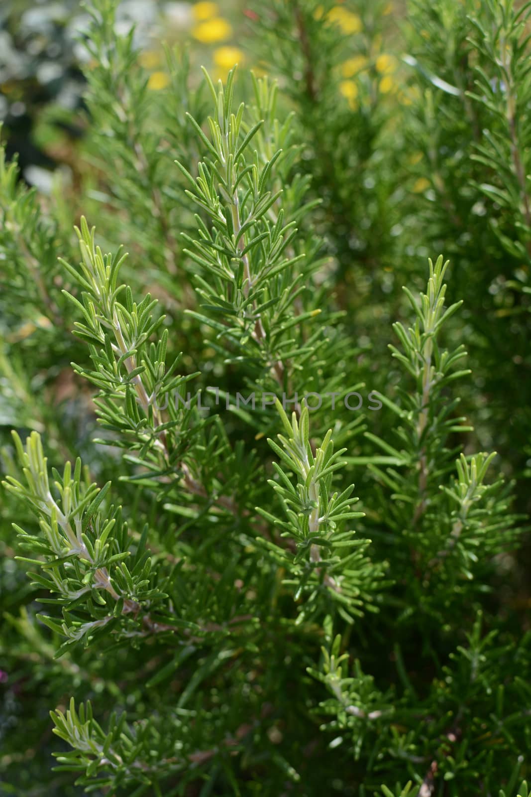Aromatic green rosemary plant, traditionally used in cooking roast lamb