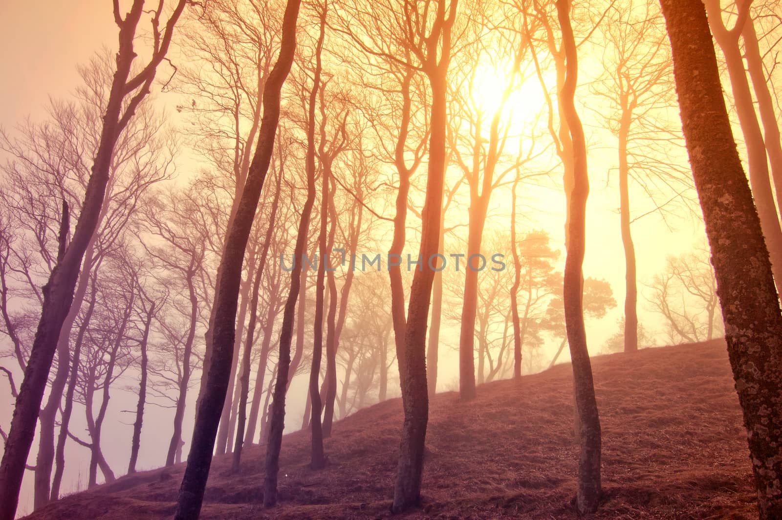 Nature. Fog in dark red forest.