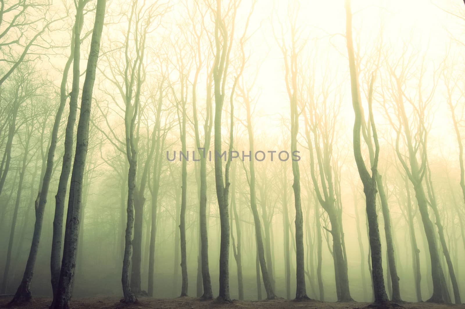 Nature. Fog in dark forest. Vintage instagram picture