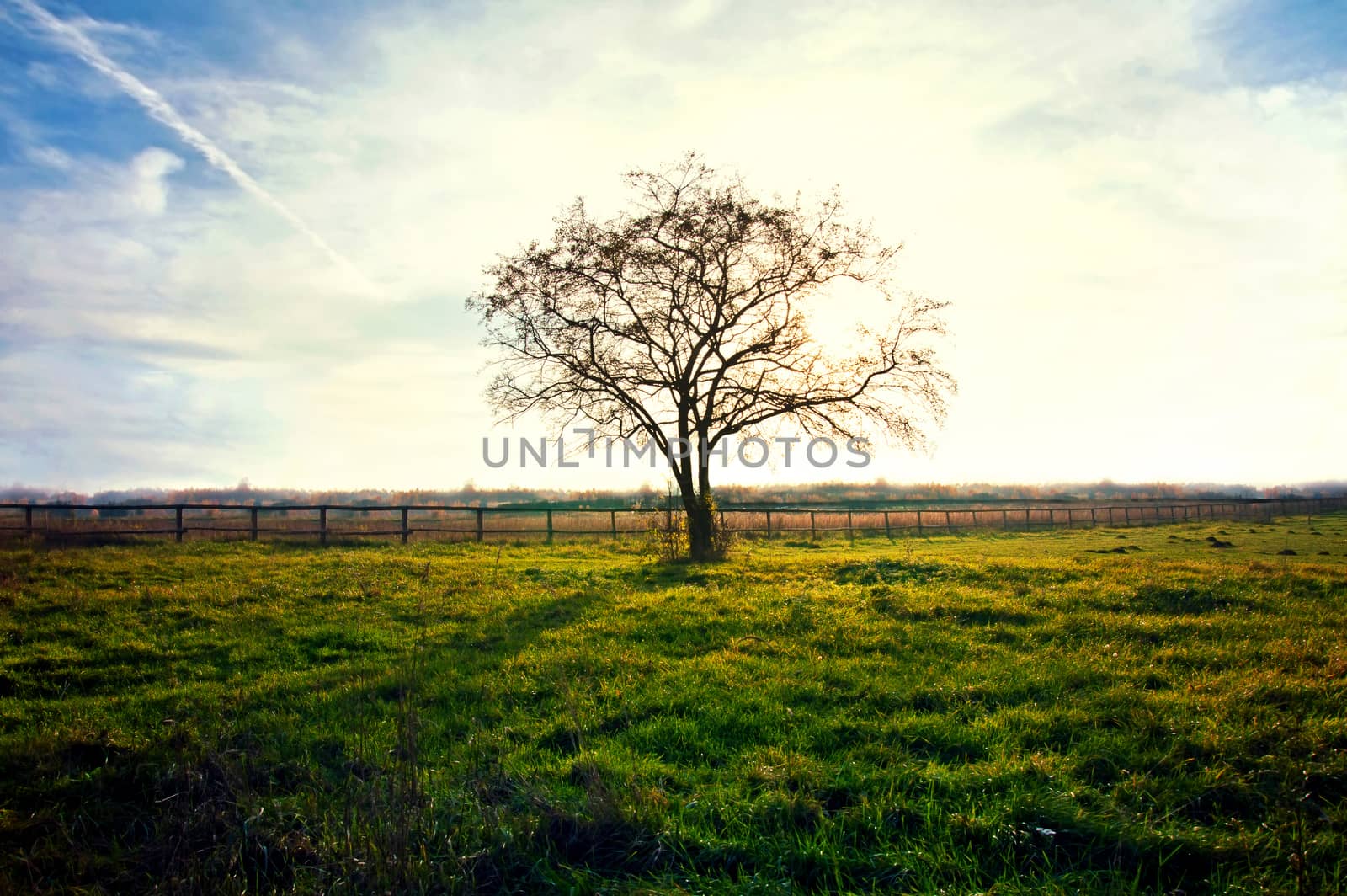 Lonely tree on the field with green fresh grass and blue sky over it. Nature concept.