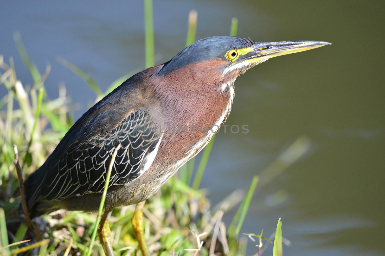 Green Heron (Butorides virescens) male. by SURZ