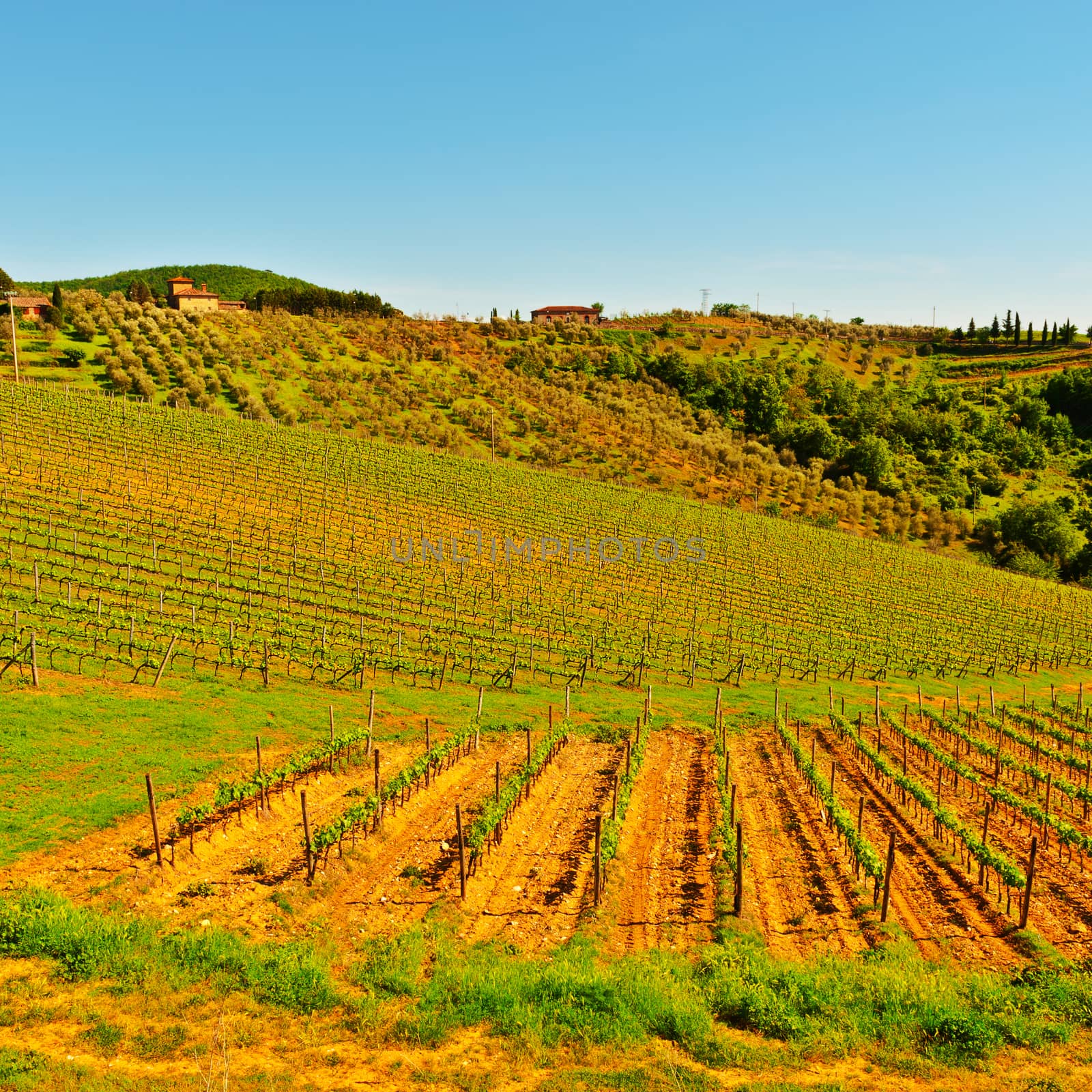 Hills of Tuscany with Vineyards in the Chianti Region