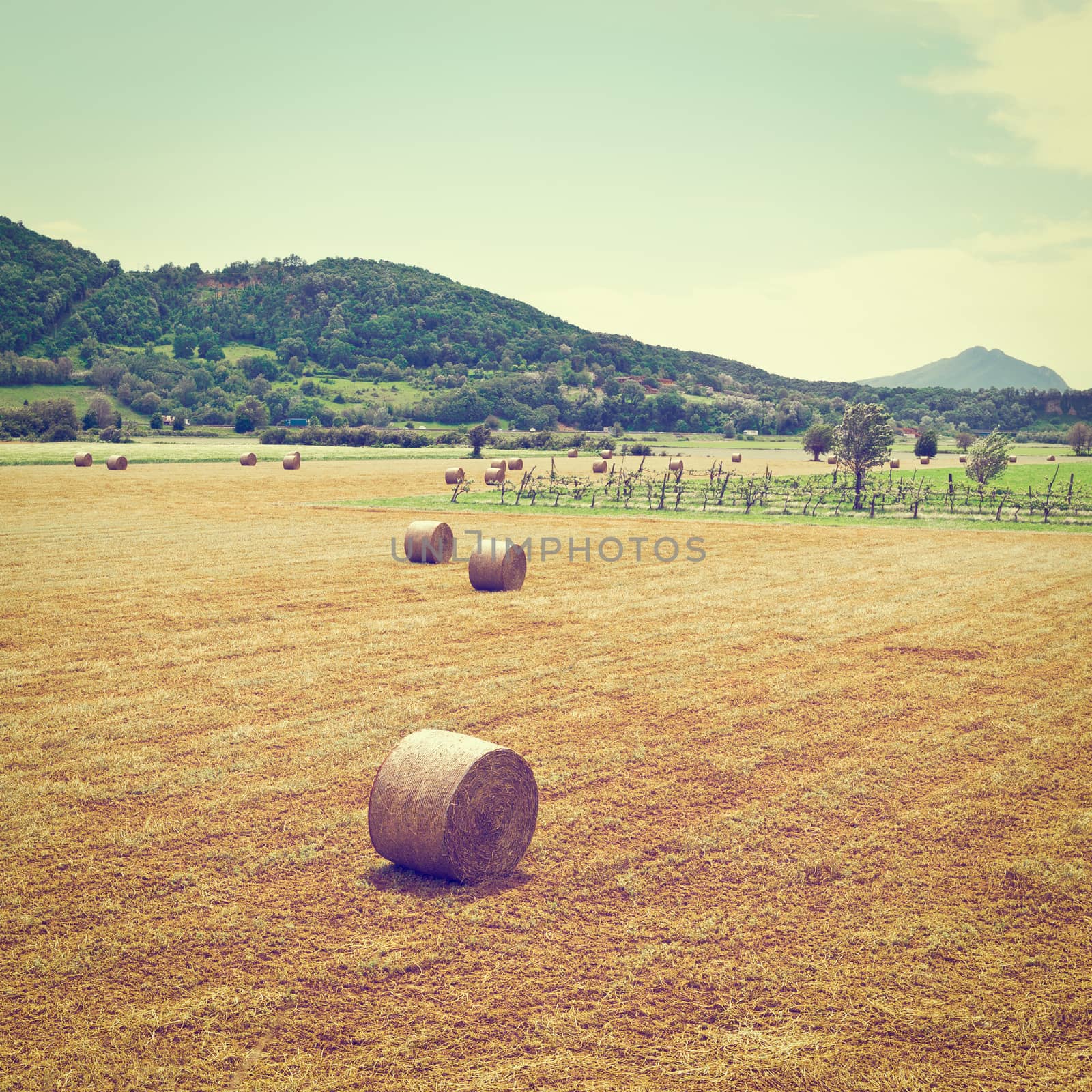Landscape with Many Hay Bales and Vineyard in Italy, Instagram Effect