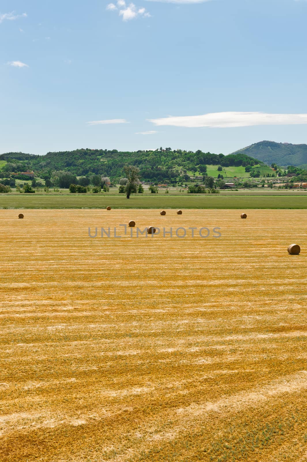 Landscape with Many Hay Bales  in Italy