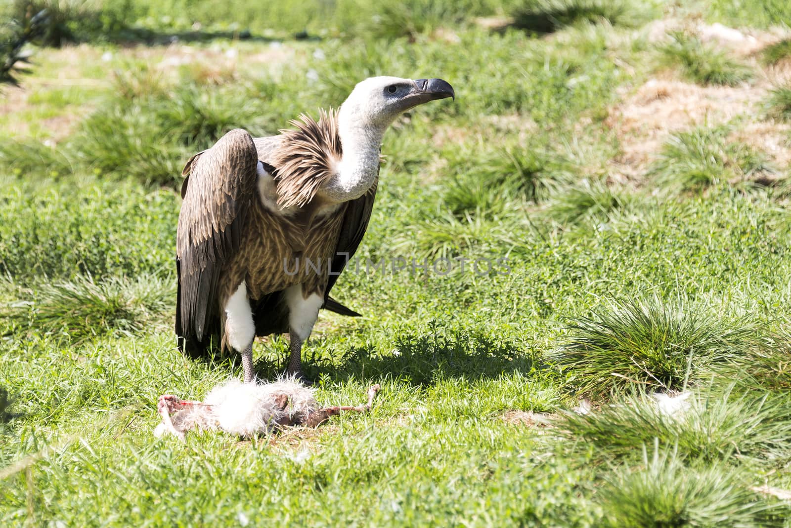 vulture standing on green field eating dead chicken 