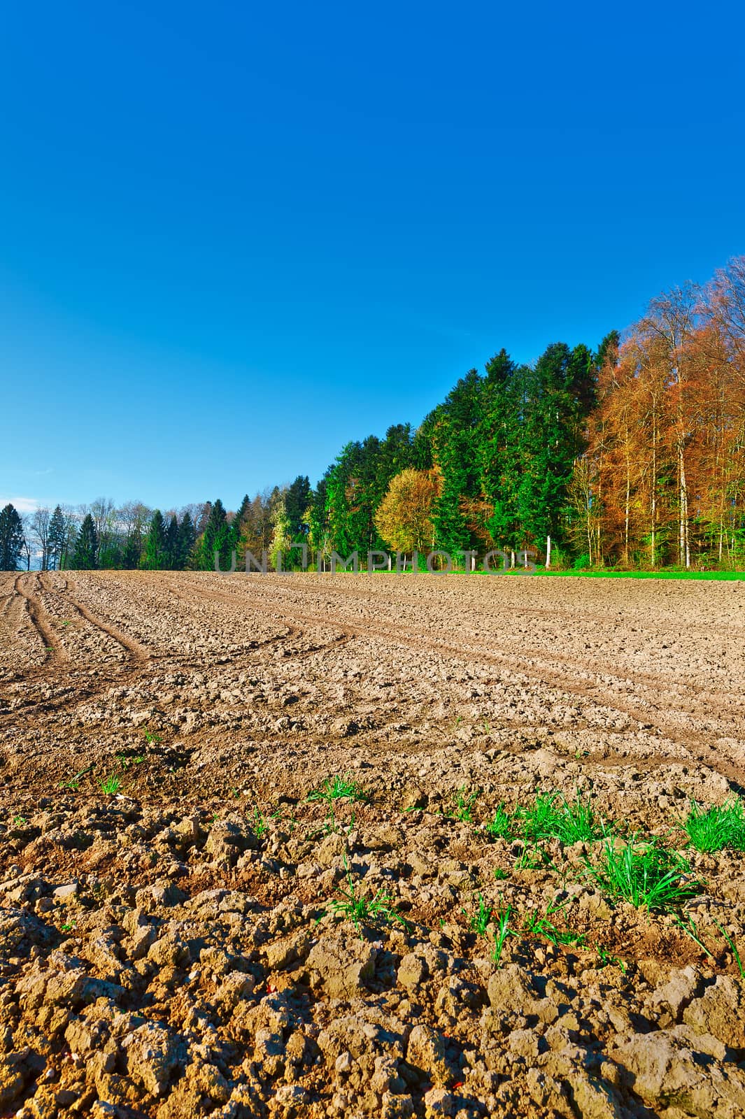 Plowed Fields Framed by Forest in Switzerland