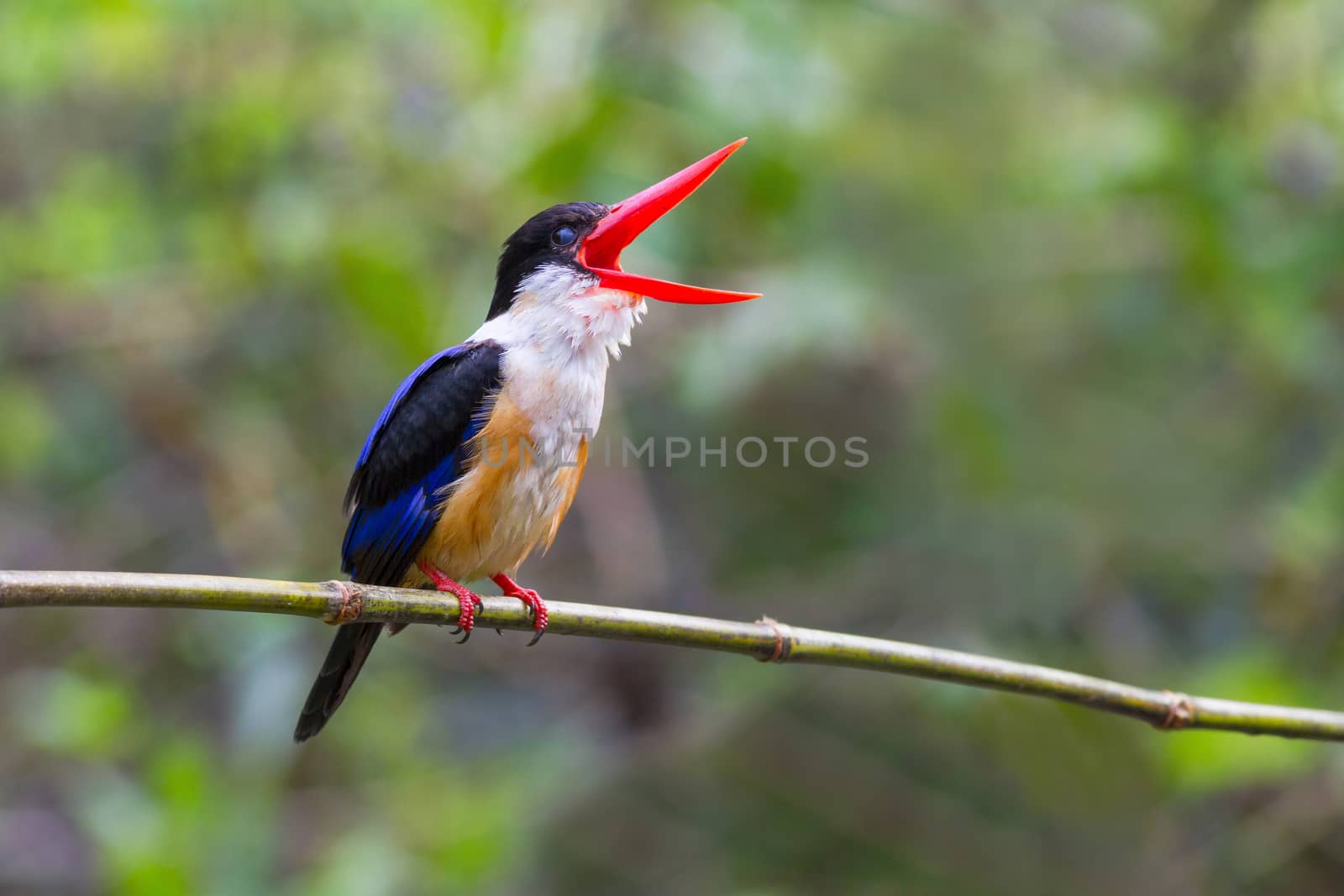 Black-capped Kingfisher laugh on branch.