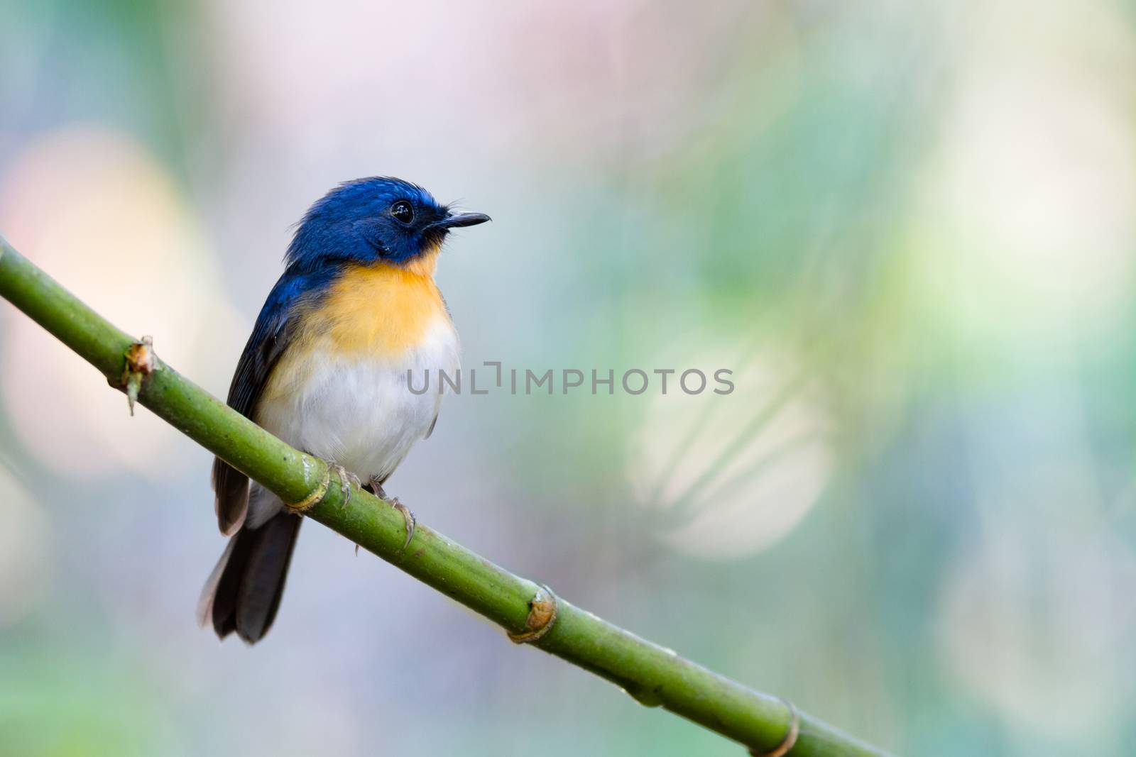 Tickell's Blue Flycatcher alone on branch.