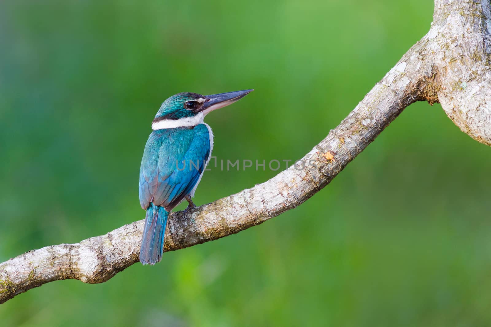 Collared Kingfisher on branch.