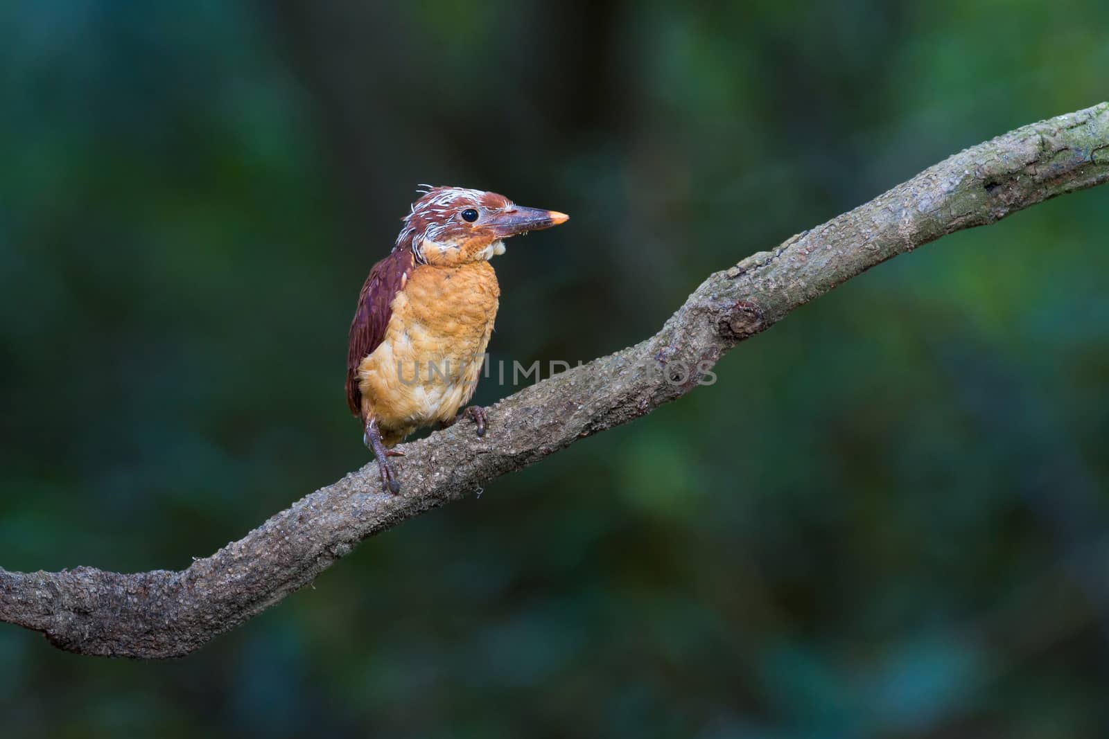 Ruddy Kingfisher juvenile on branch.