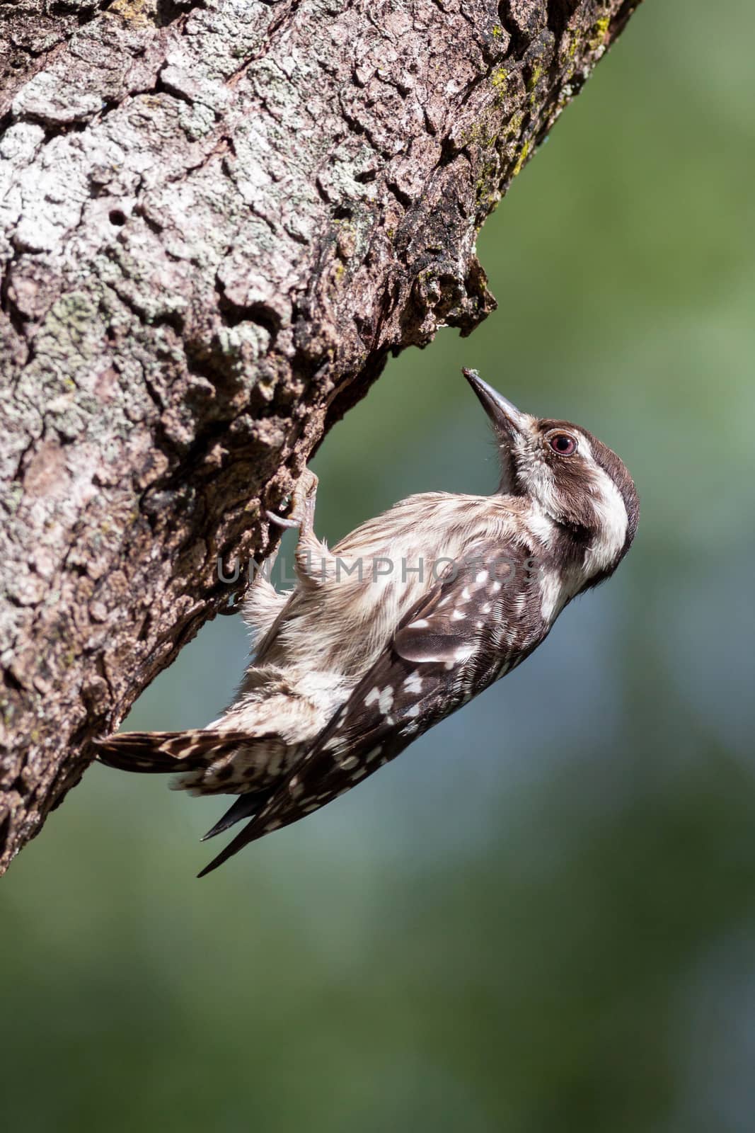 Sunda Pygmy Woodpecker on branch.