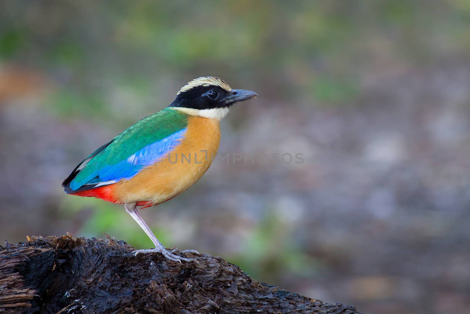 Blue-winged Pitta alone on perch.
