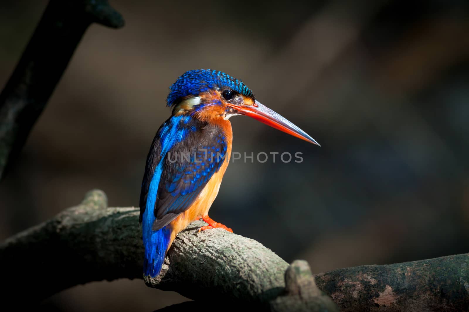 Blue-eared Kingfisher (female) by PhiphatStockphoto