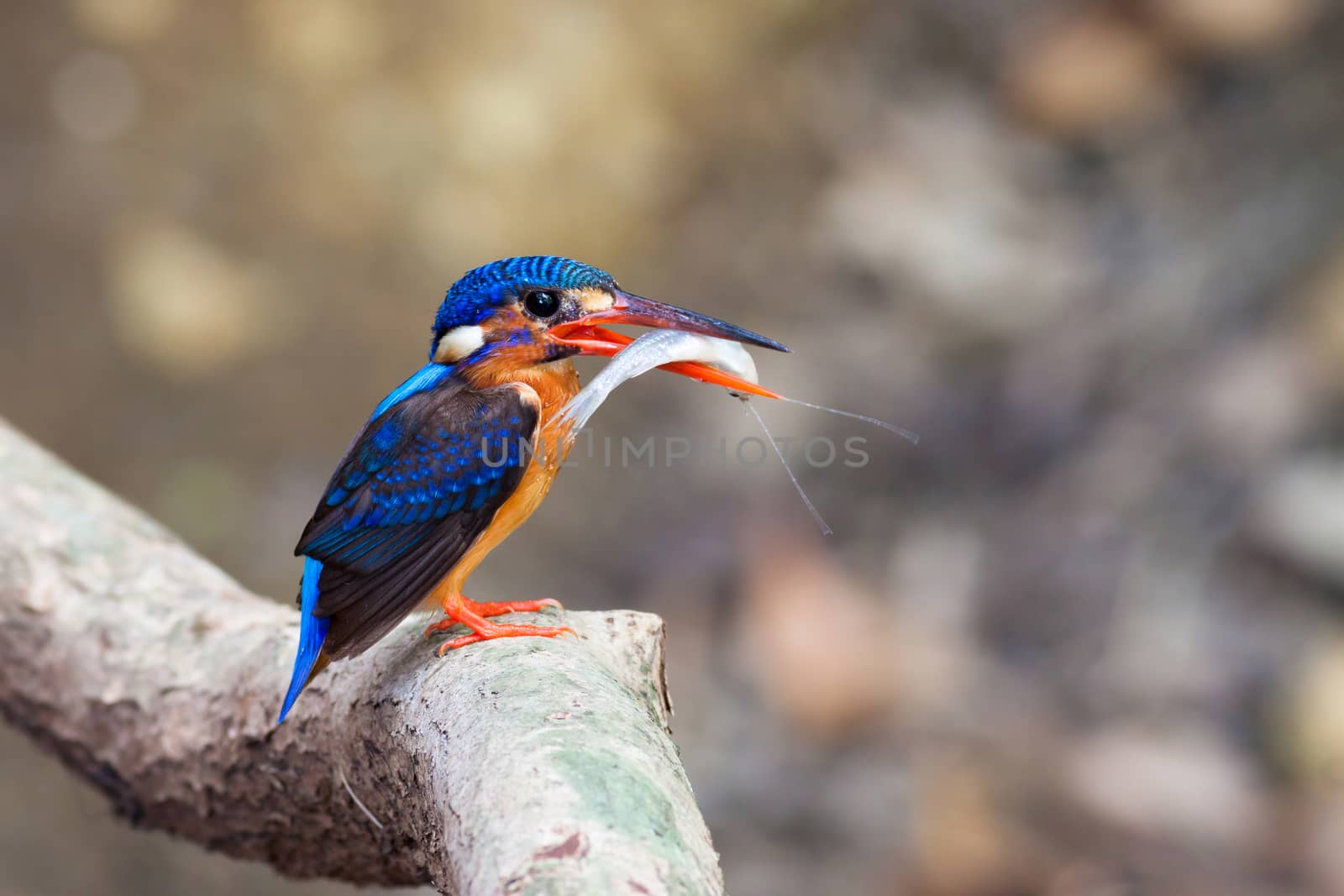 Blue-eared Kingfisher (female) on perch.