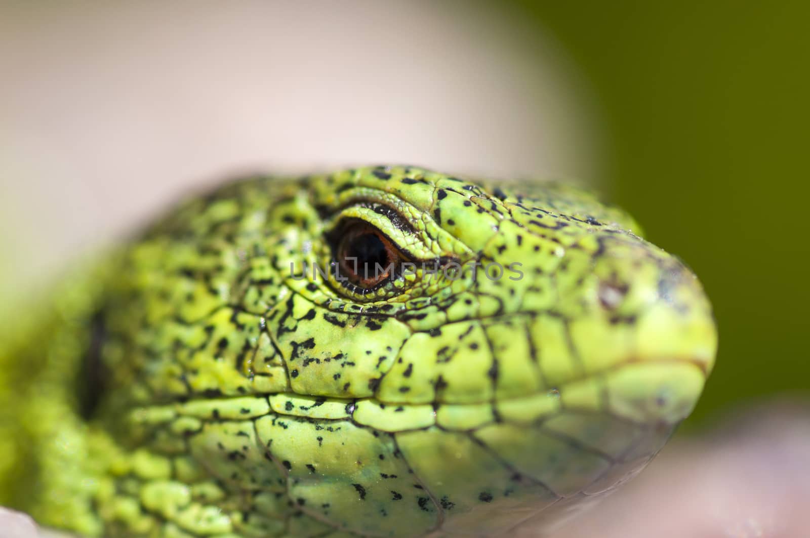 Sand lizard (Lacerta agilis) male close up by dred