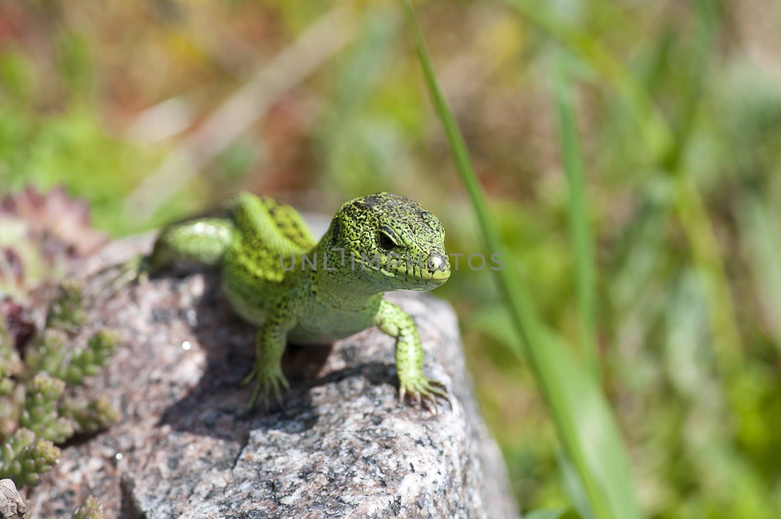 Sand lizard (Lacerta agilis) male by dred