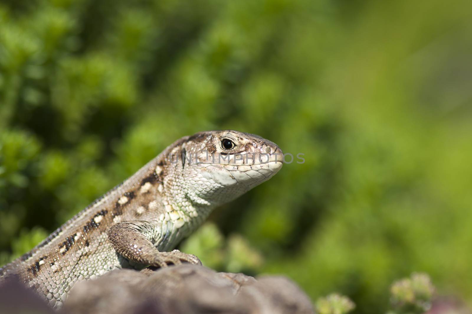 Sand lizard (Lacerta agilis) female by dred