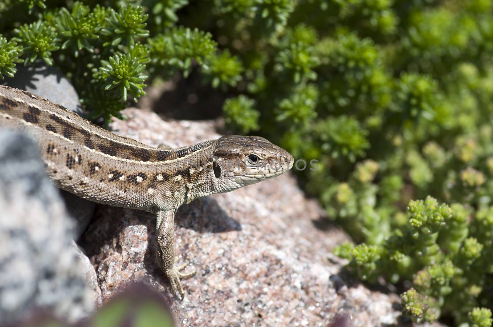 Sand lizard (Lacerta agilis) female by dred