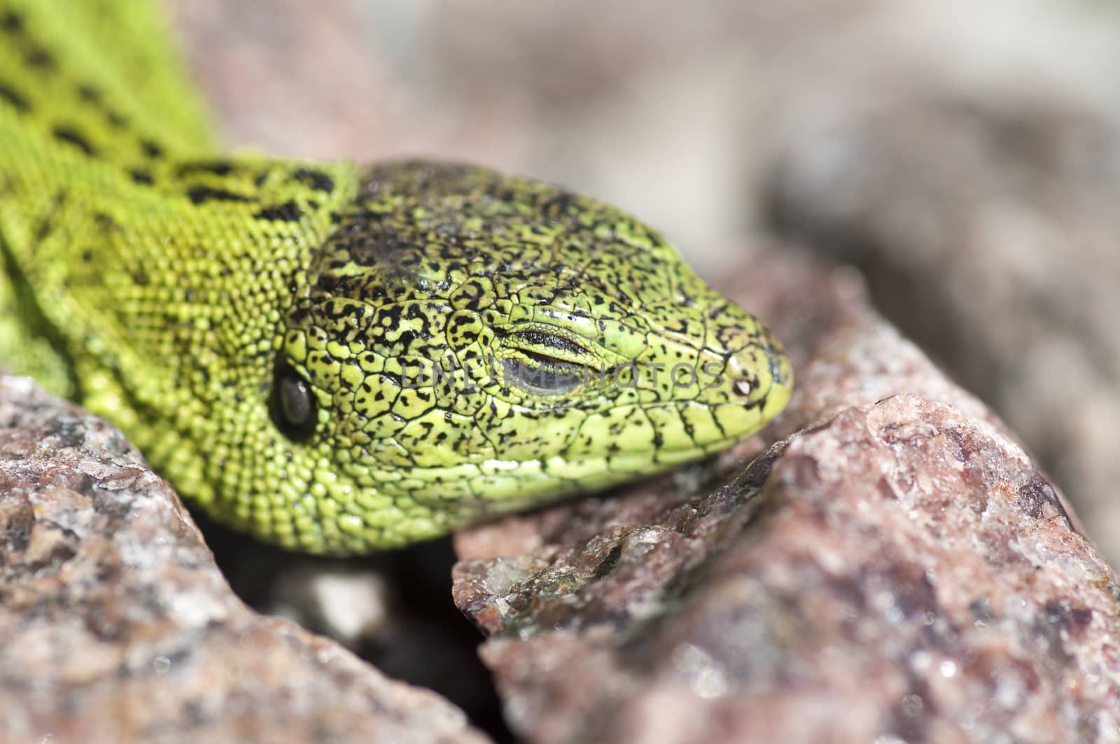 Sand lizard (Lacerta agilis) male sunbathing close up by dred