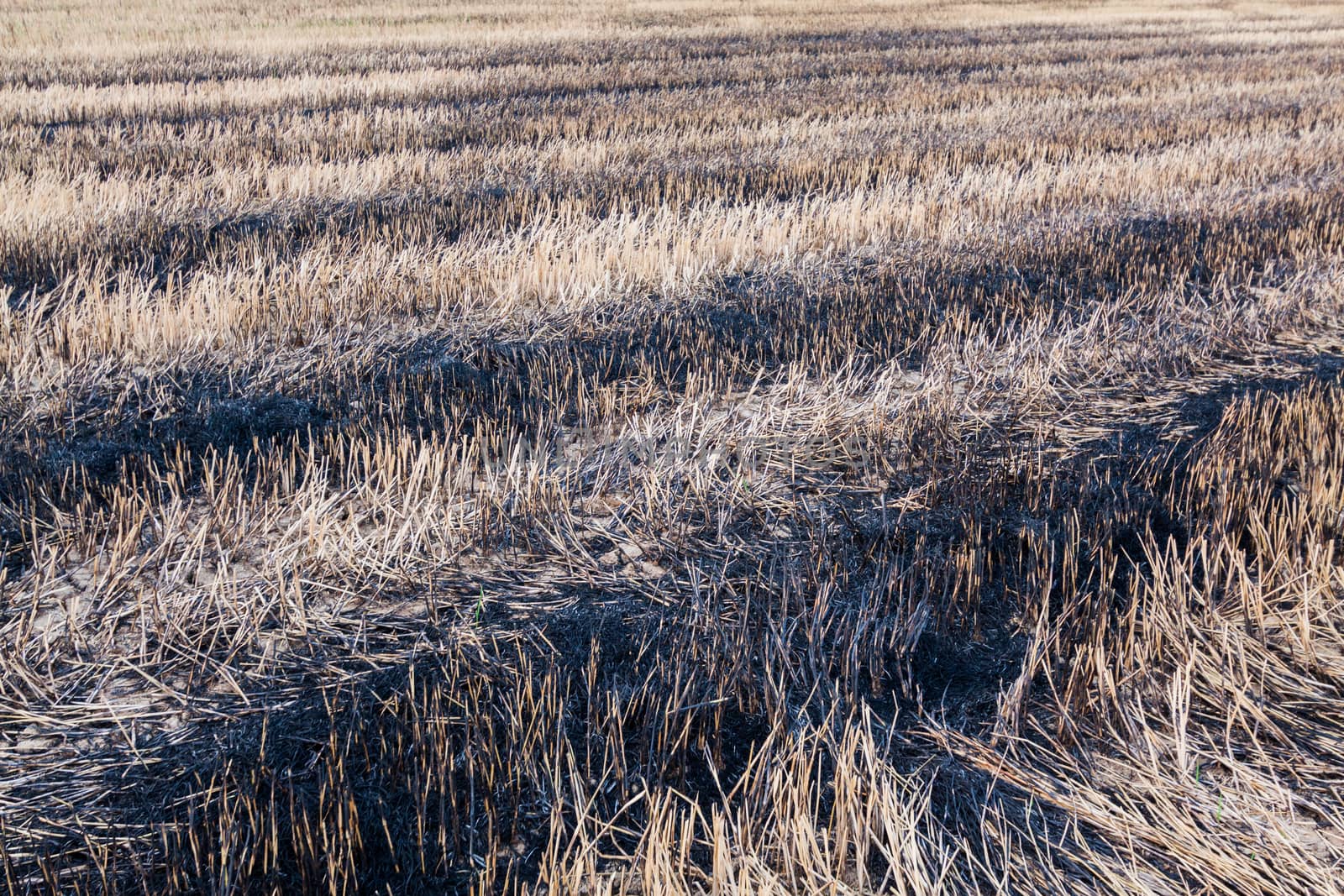 Burned fields texture agriculture by kritsada1992