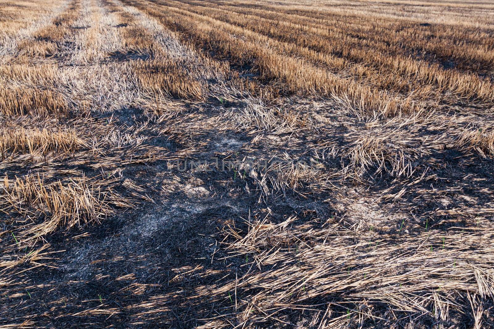 Farmers are burning accident fields.