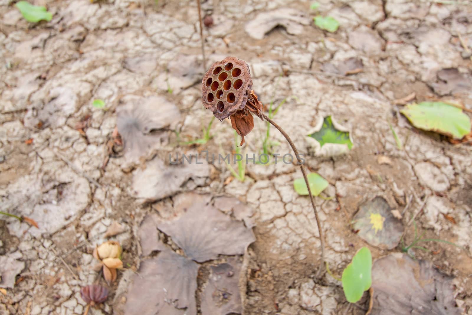 Dry lotus,lotus flower spring tropical up.