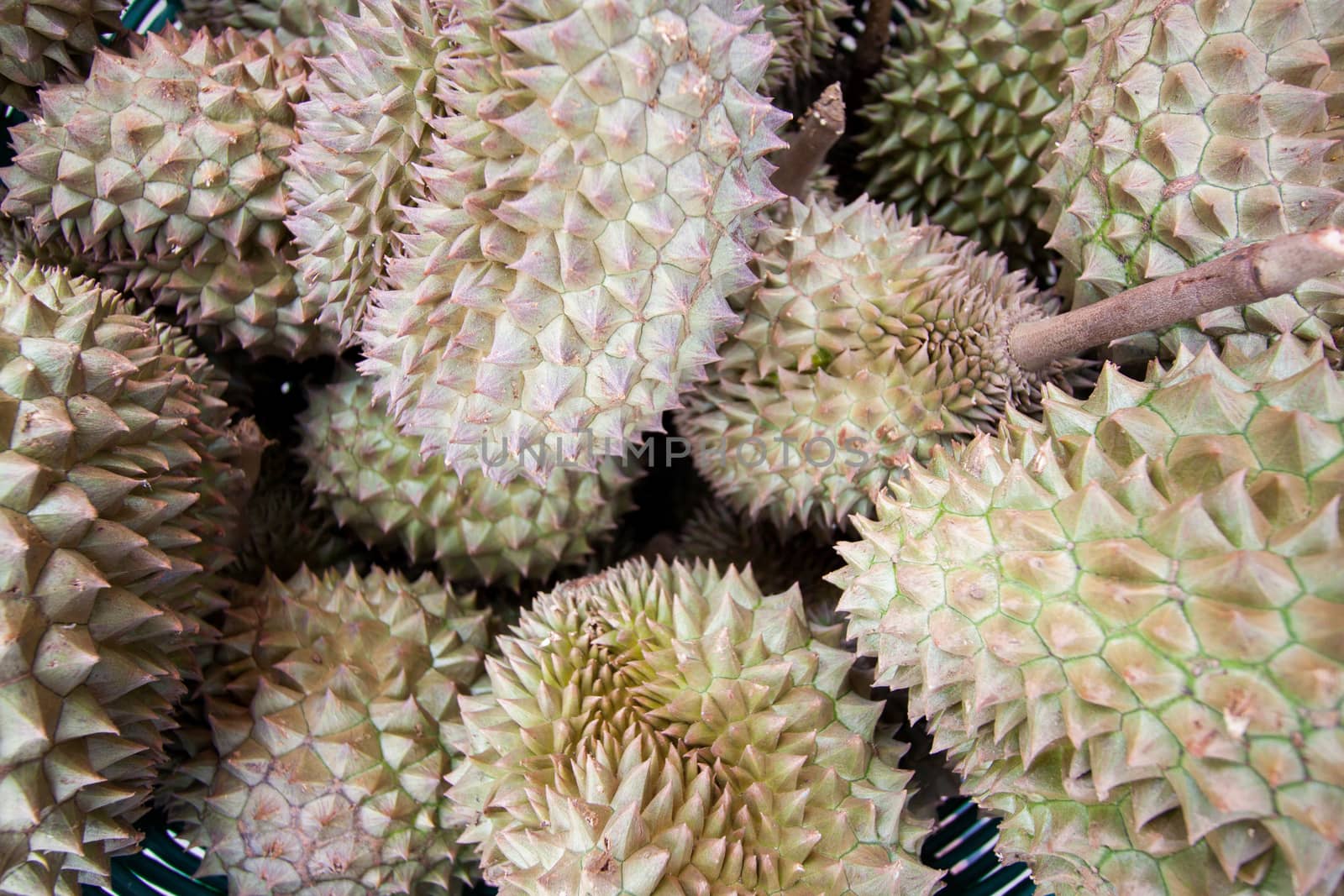 Durian, king of fruit, famous fruit in Thailand