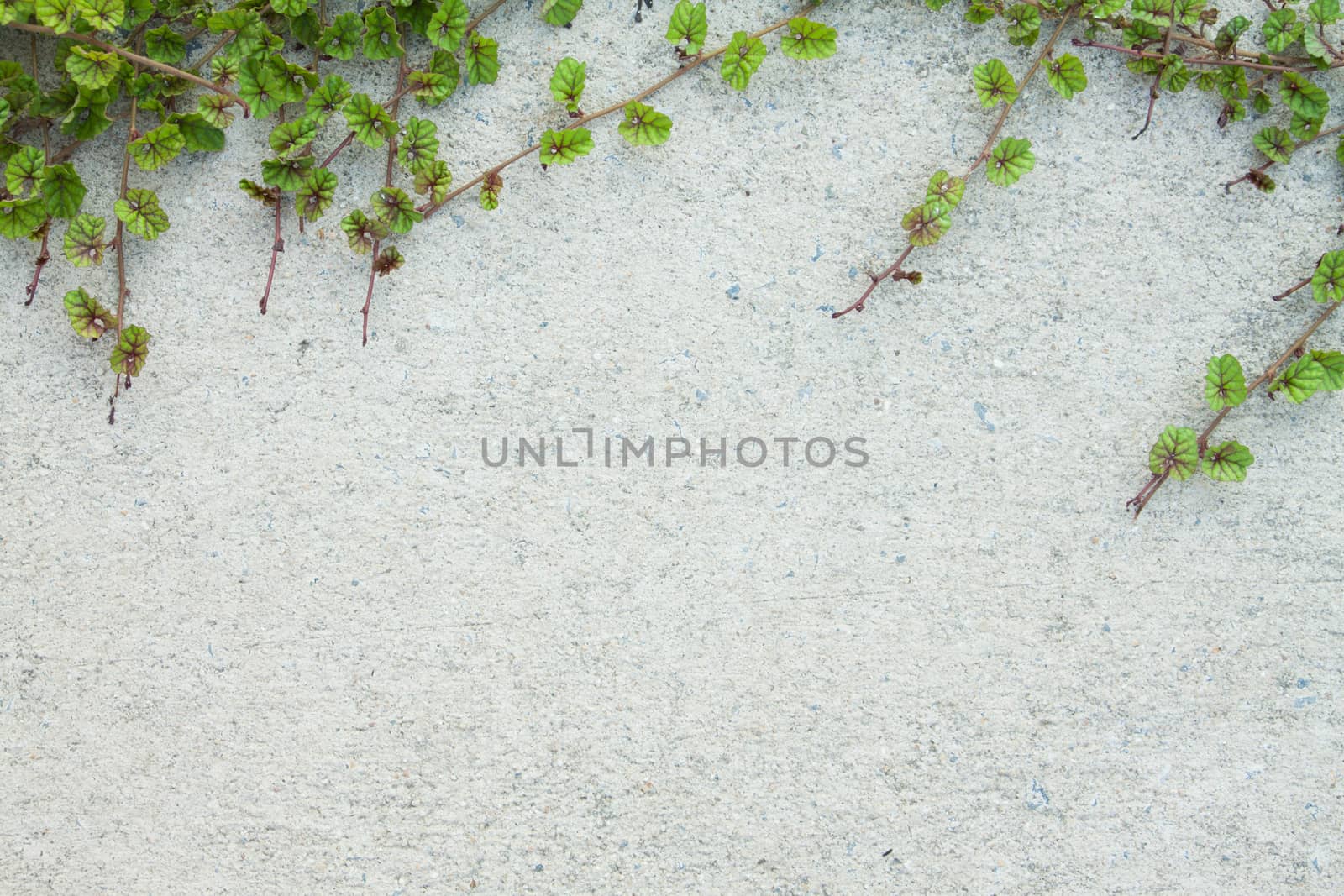 Green Creeper Plant on white wall