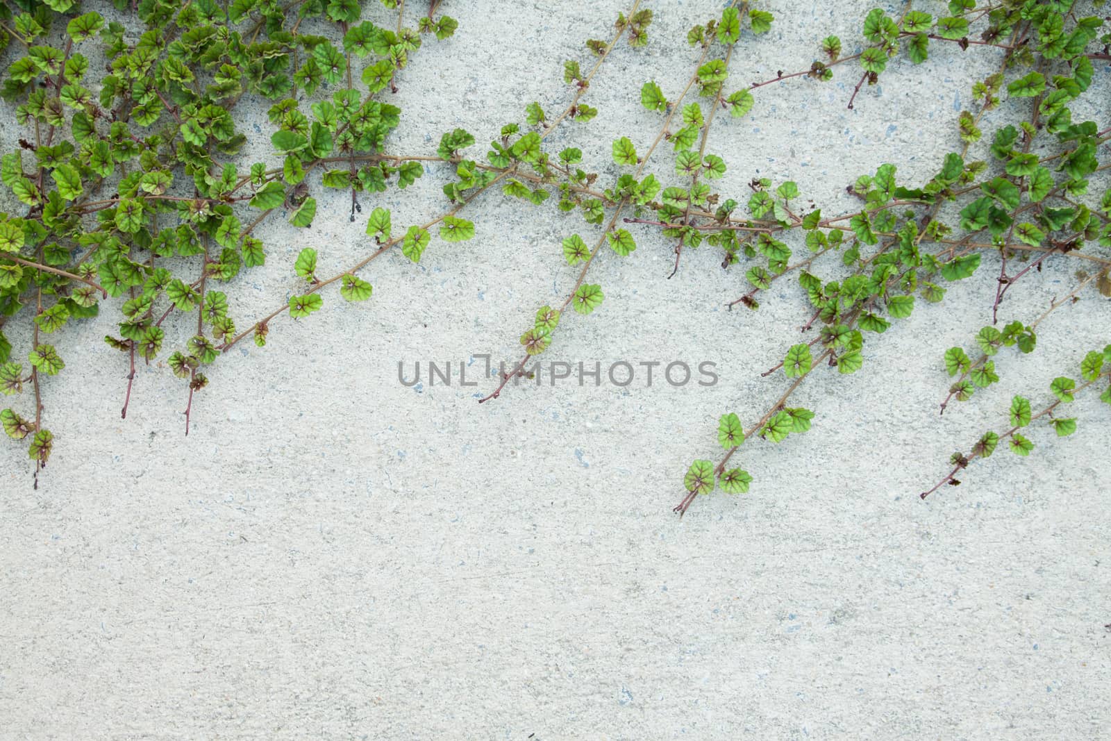 Green Creeper Plant on white wall by kritsada1992