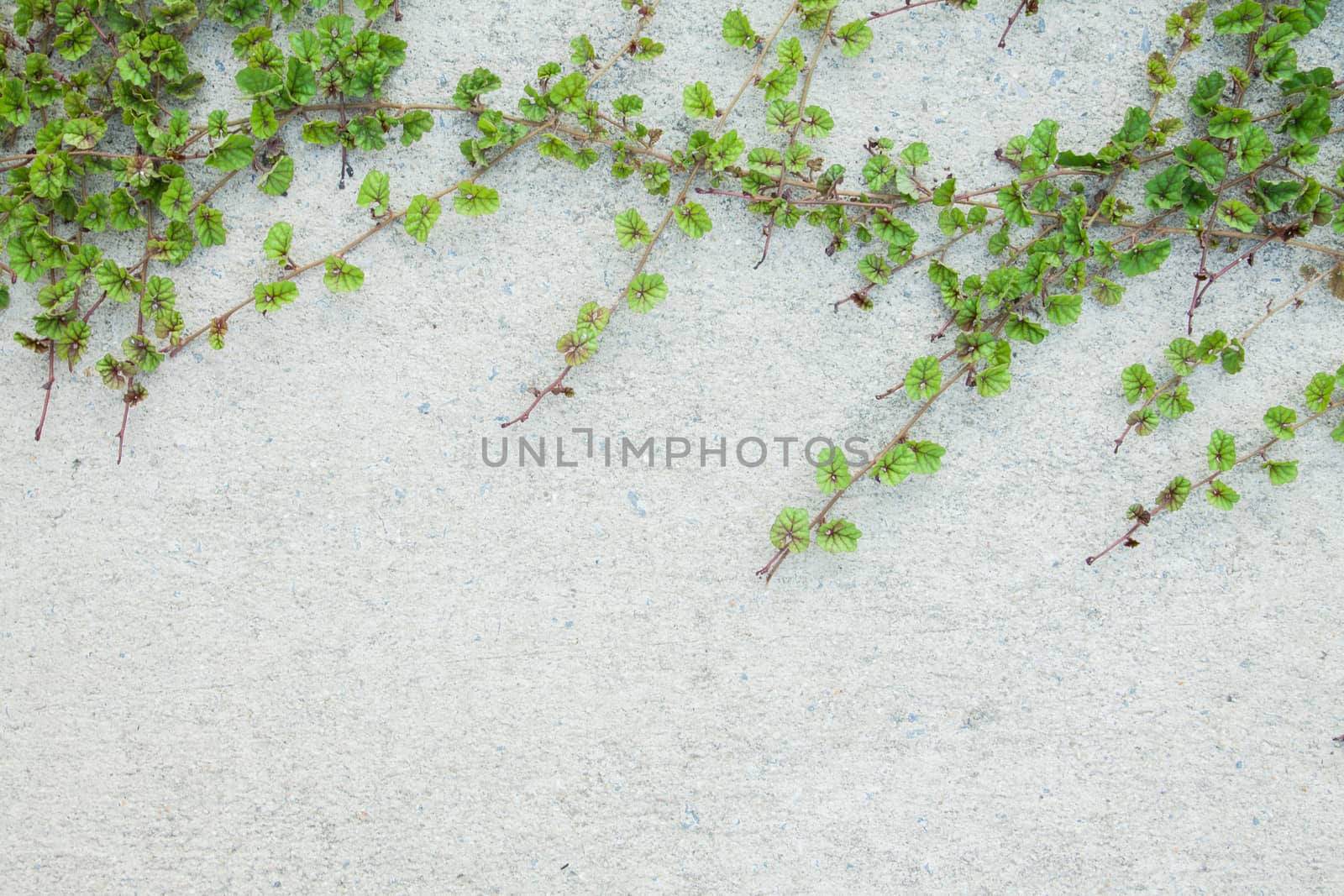 Green Creeper Plant on white wall