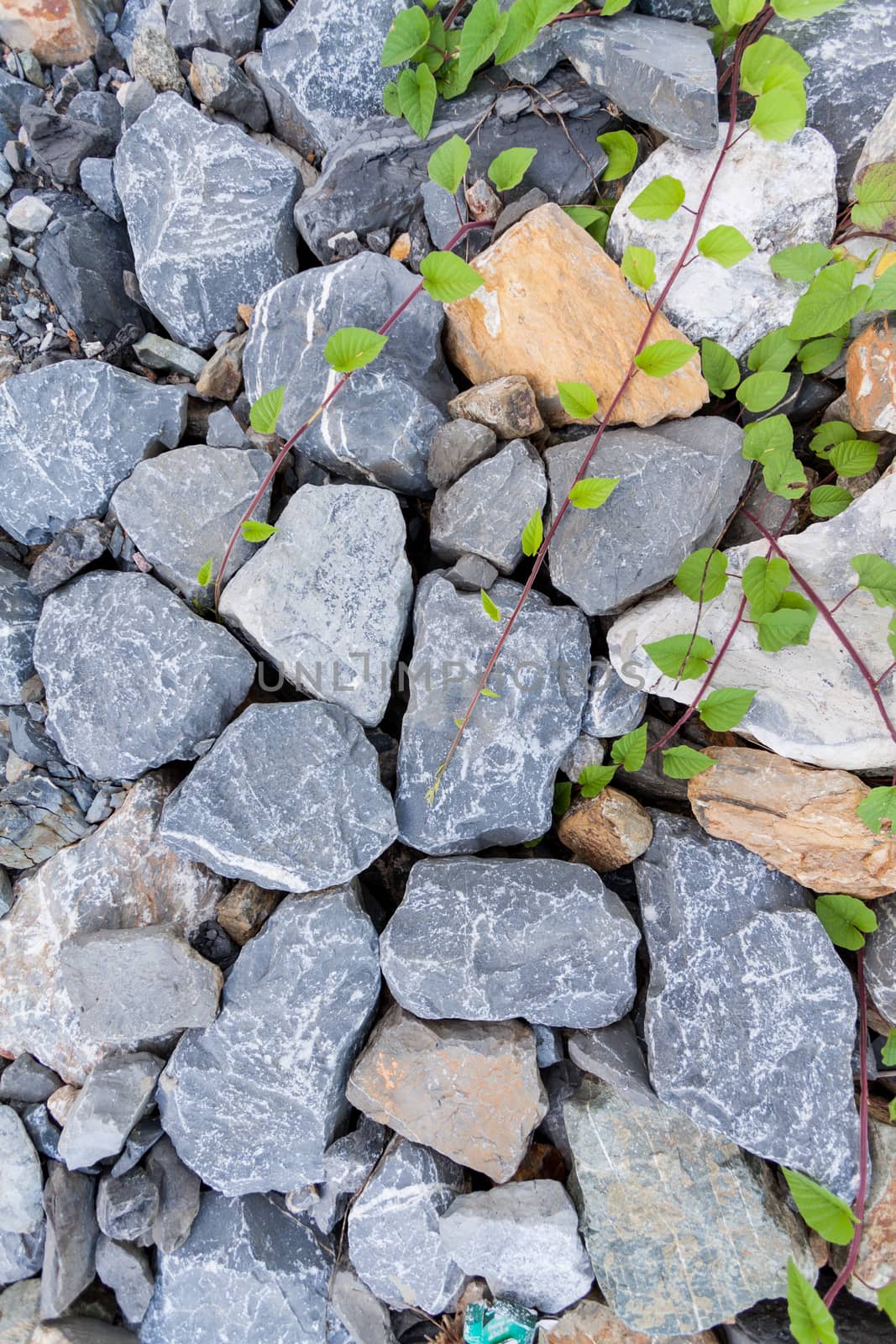 Green leaves and stone background by kritsada1992