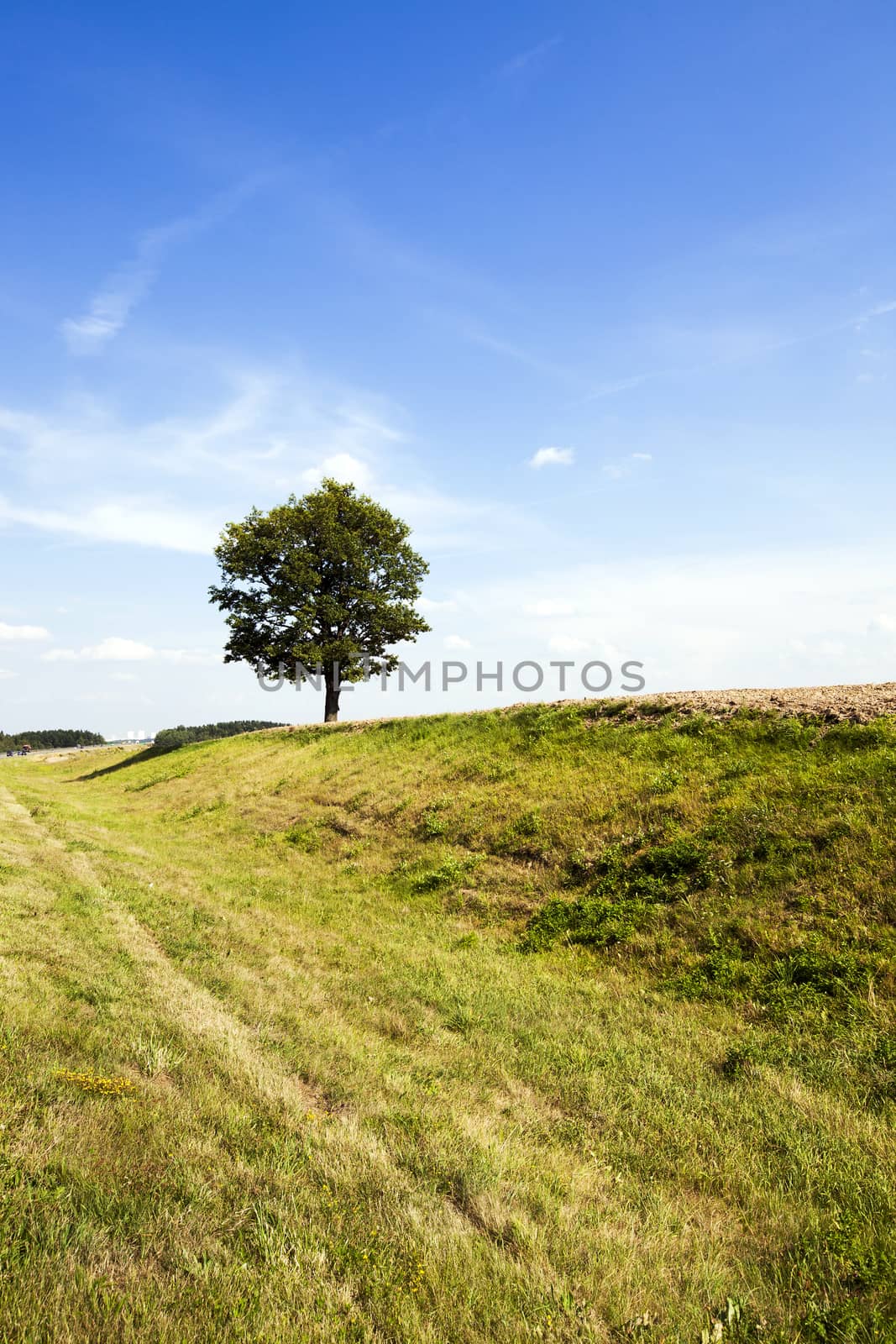 tree in the field - agricultural field