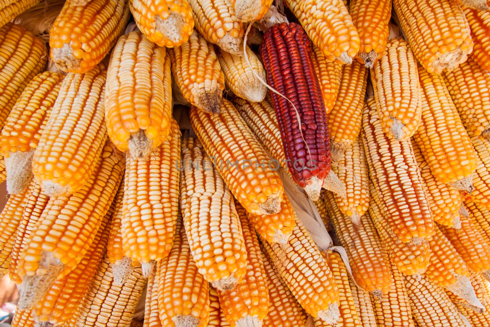 Group of dry corn