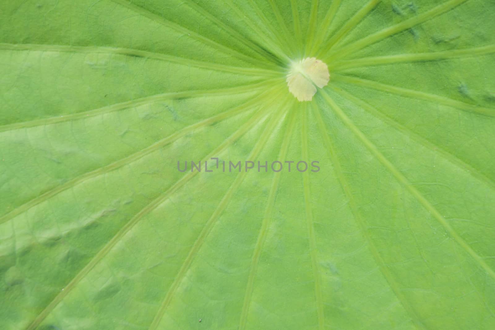 lotus leaf texture by kritsada1992