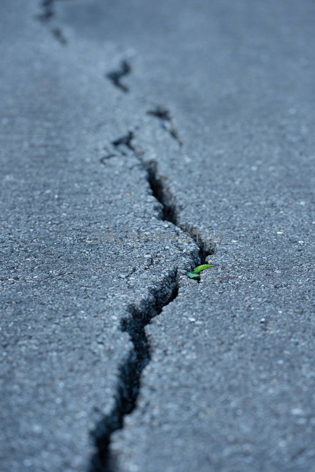 A long windy crack on a paved street with a small plant growing in it.