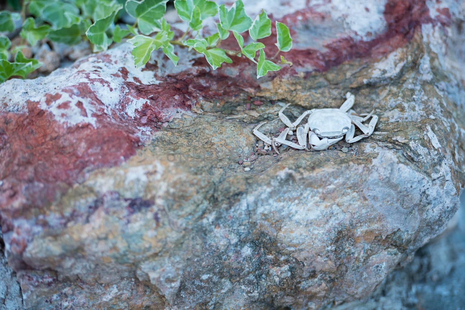 The shell of a crab which has dried and turned white in the sun on a rock with ivy.