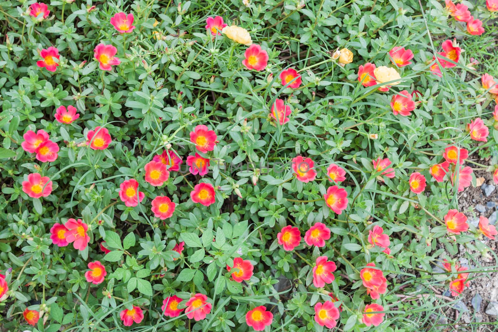 Pink flower in garden