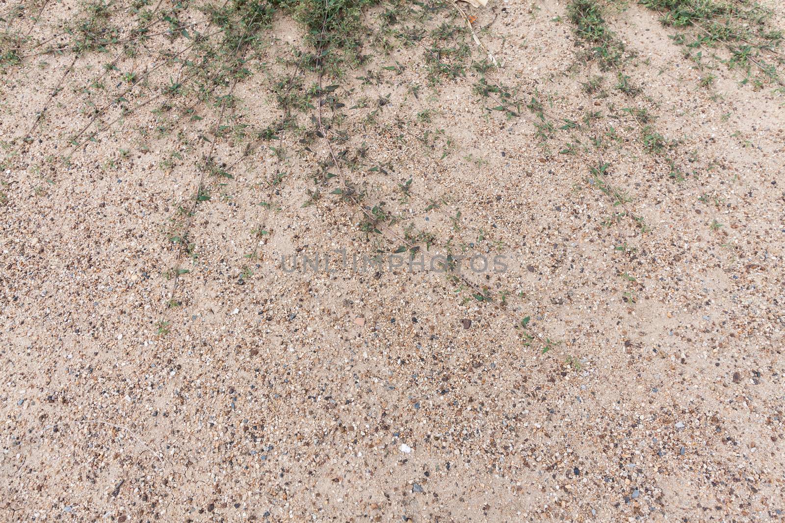 Plant in Sand by kritsada1992