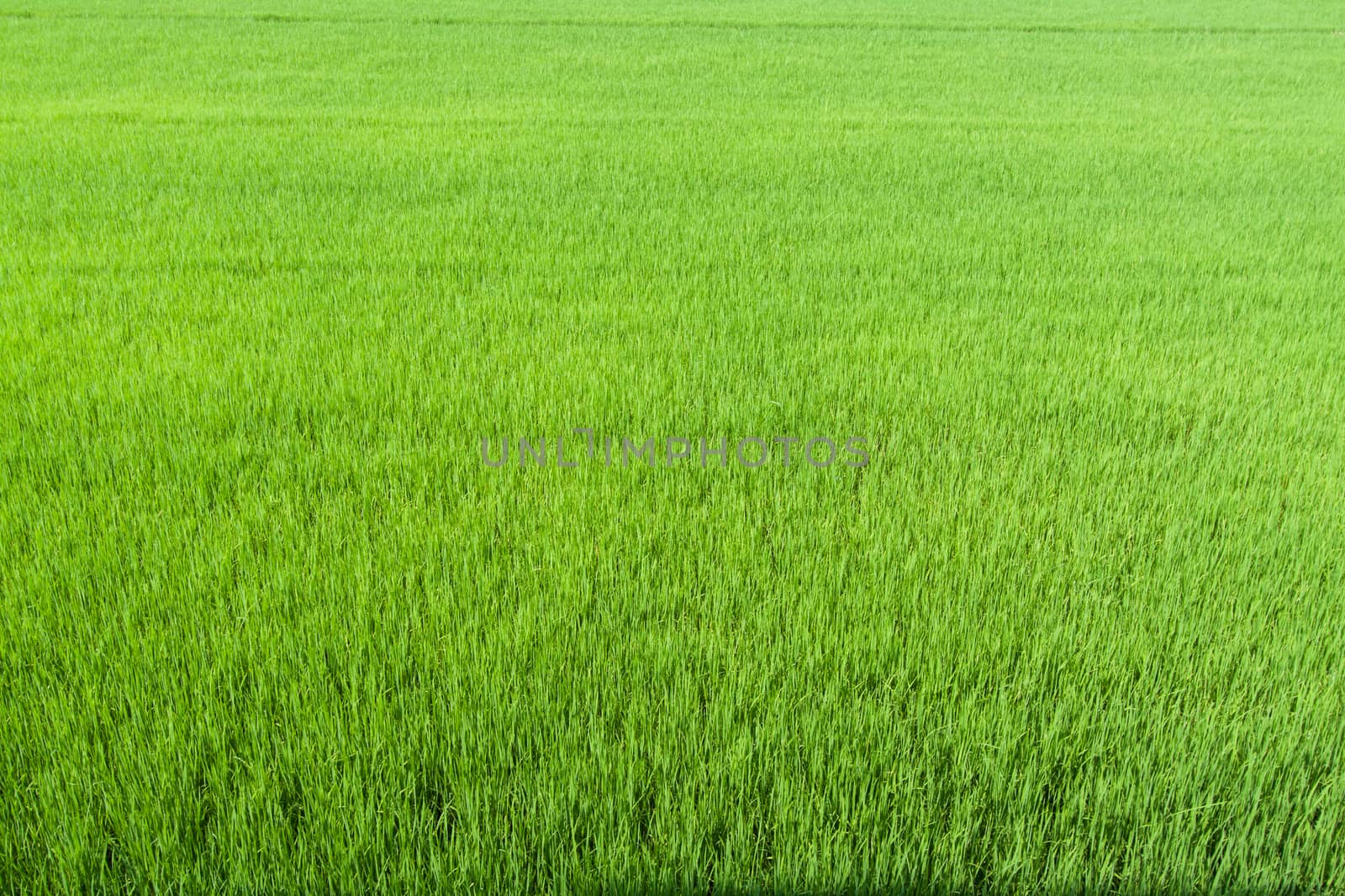 Rice field green grass.jpg by kritsada1992