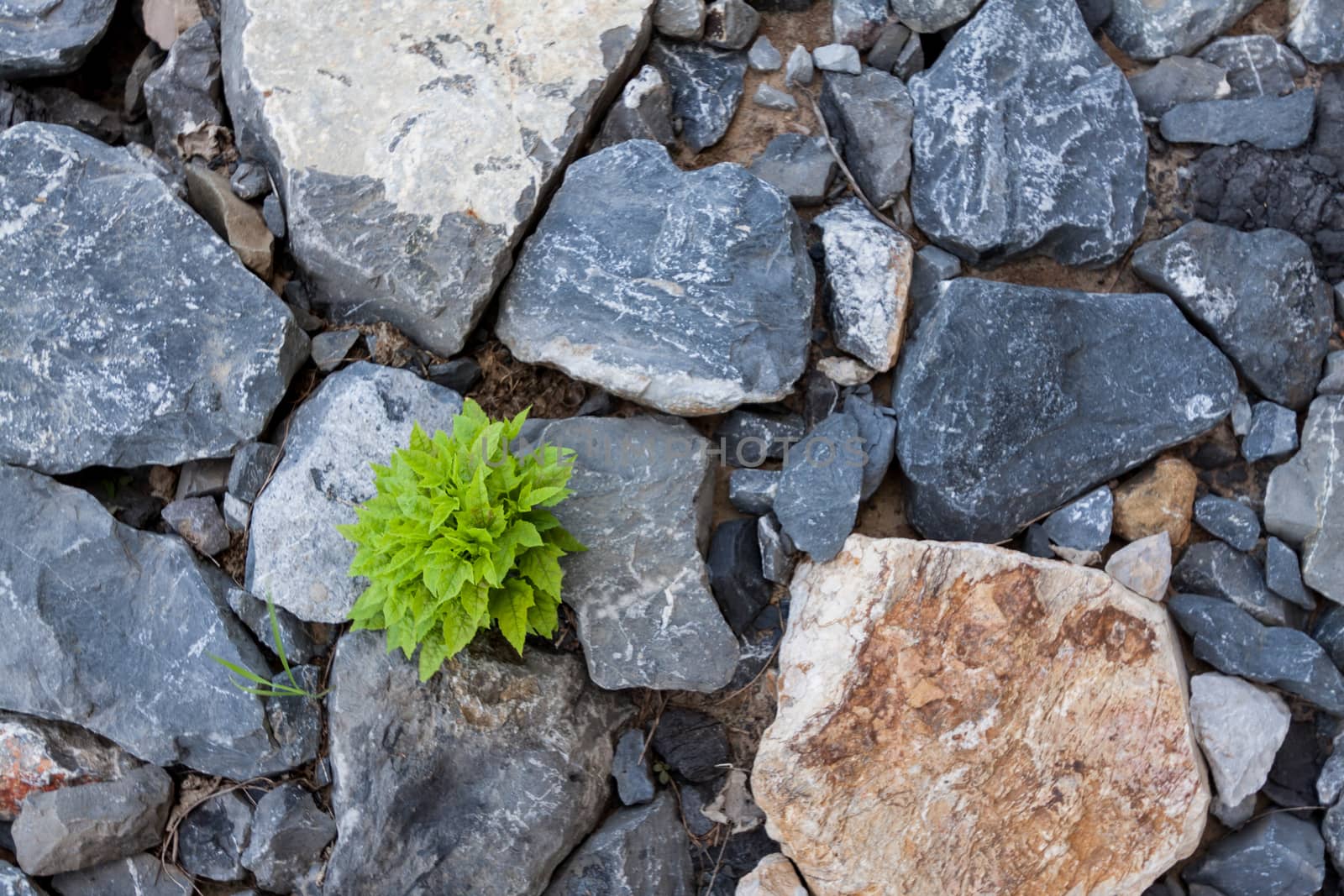 Rocks stone and new plant by kritsada1992