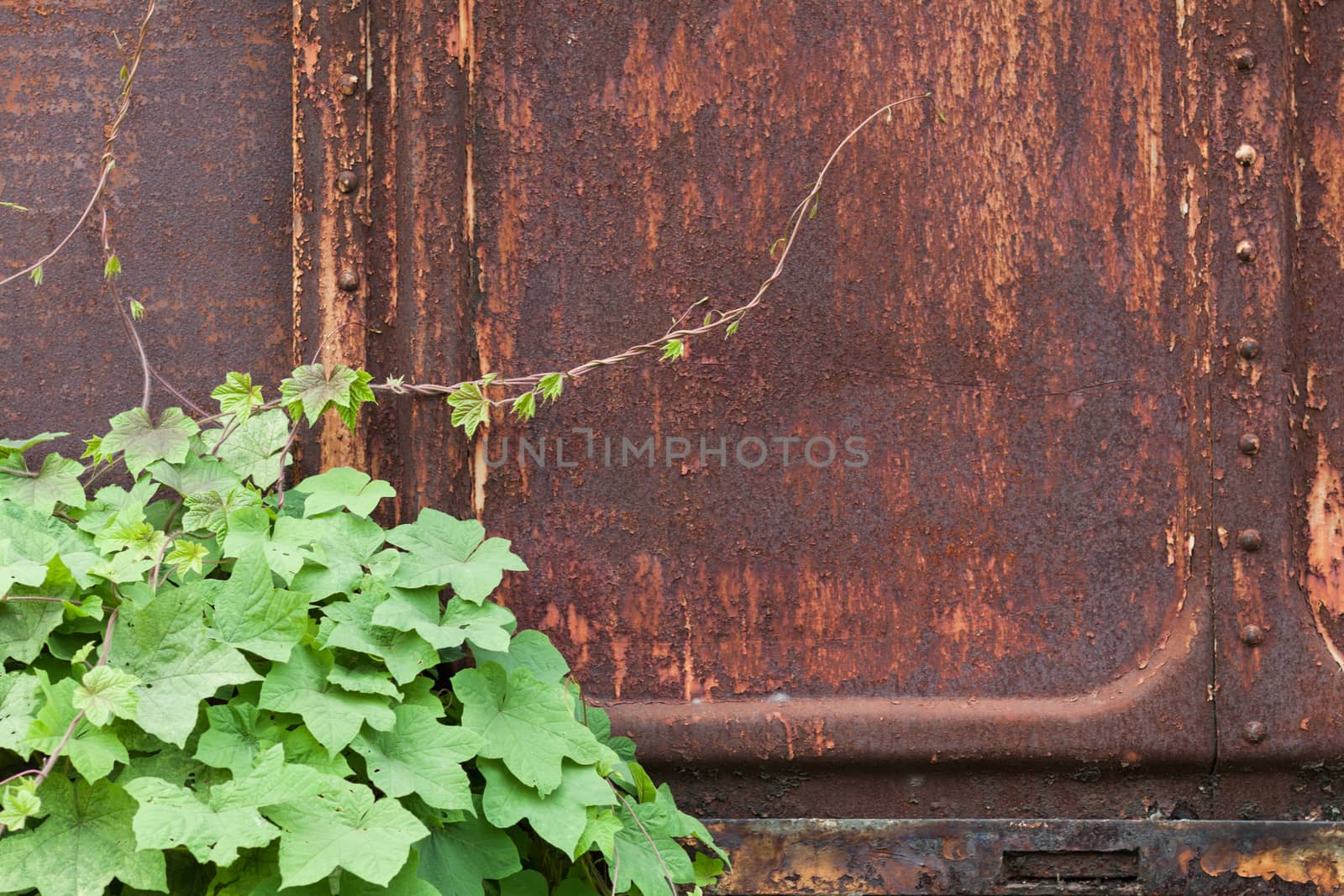 Rusted texture and green leaves
