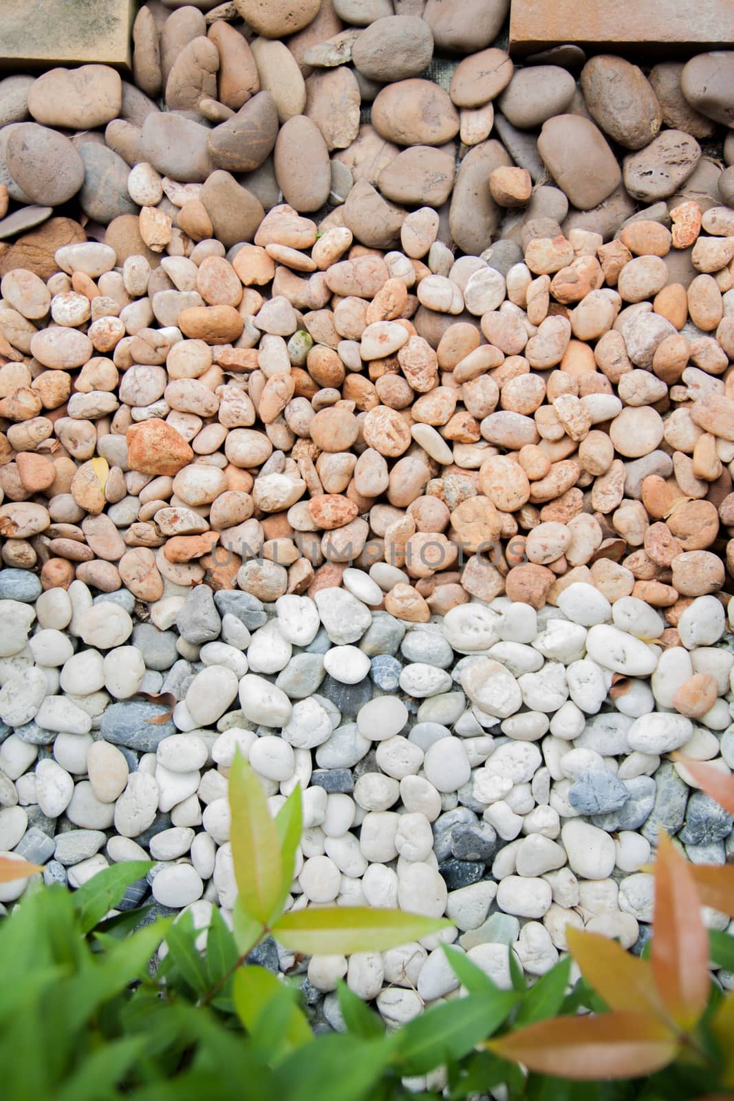 stones and fresh plant background