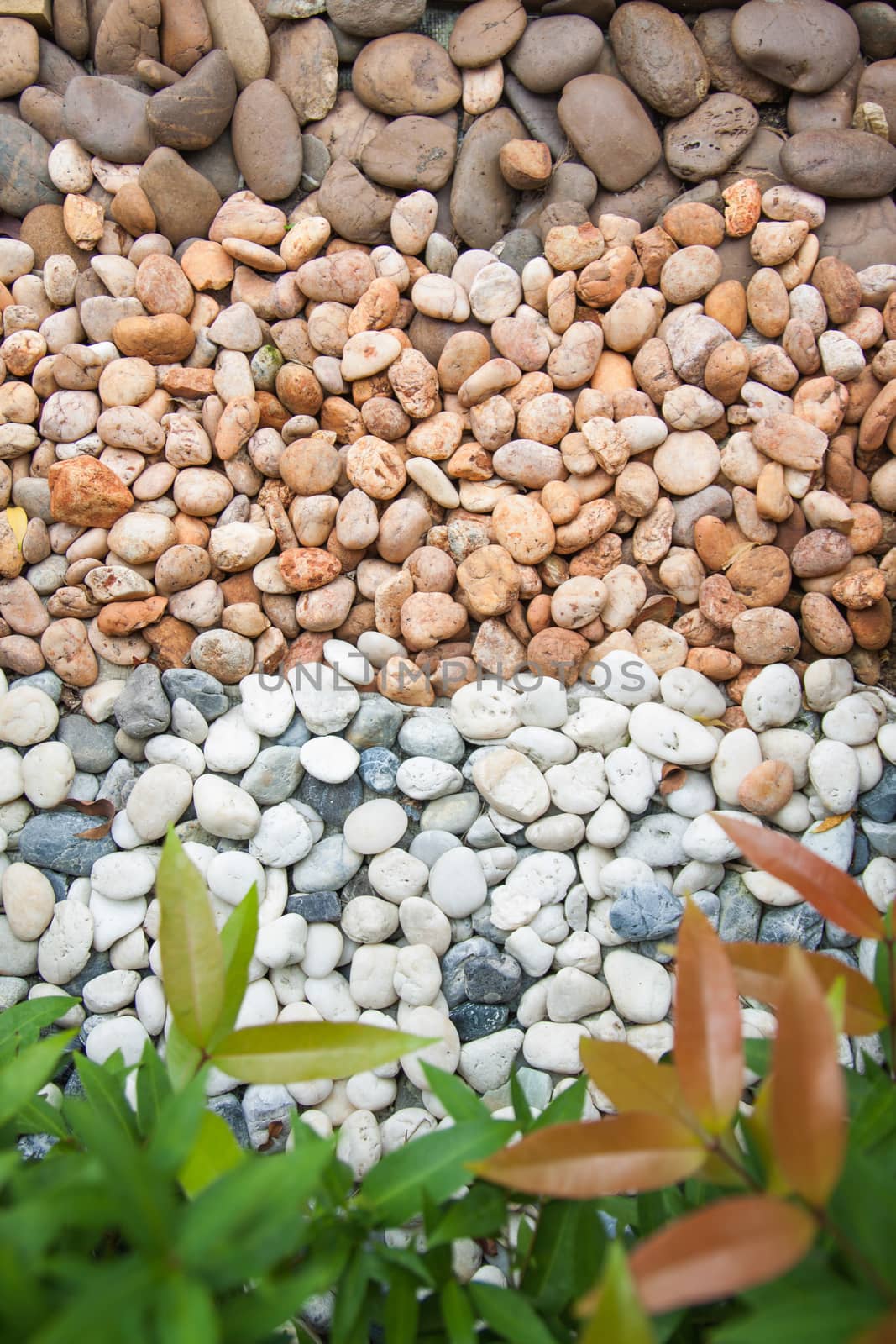 stones and fresh plant