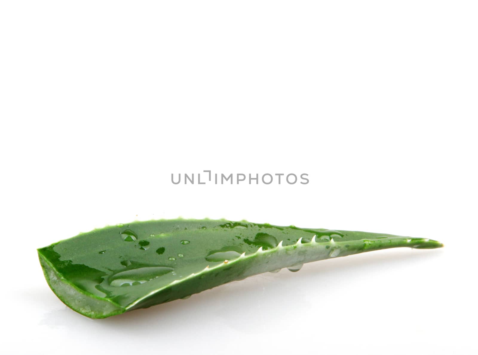 Aloe vera