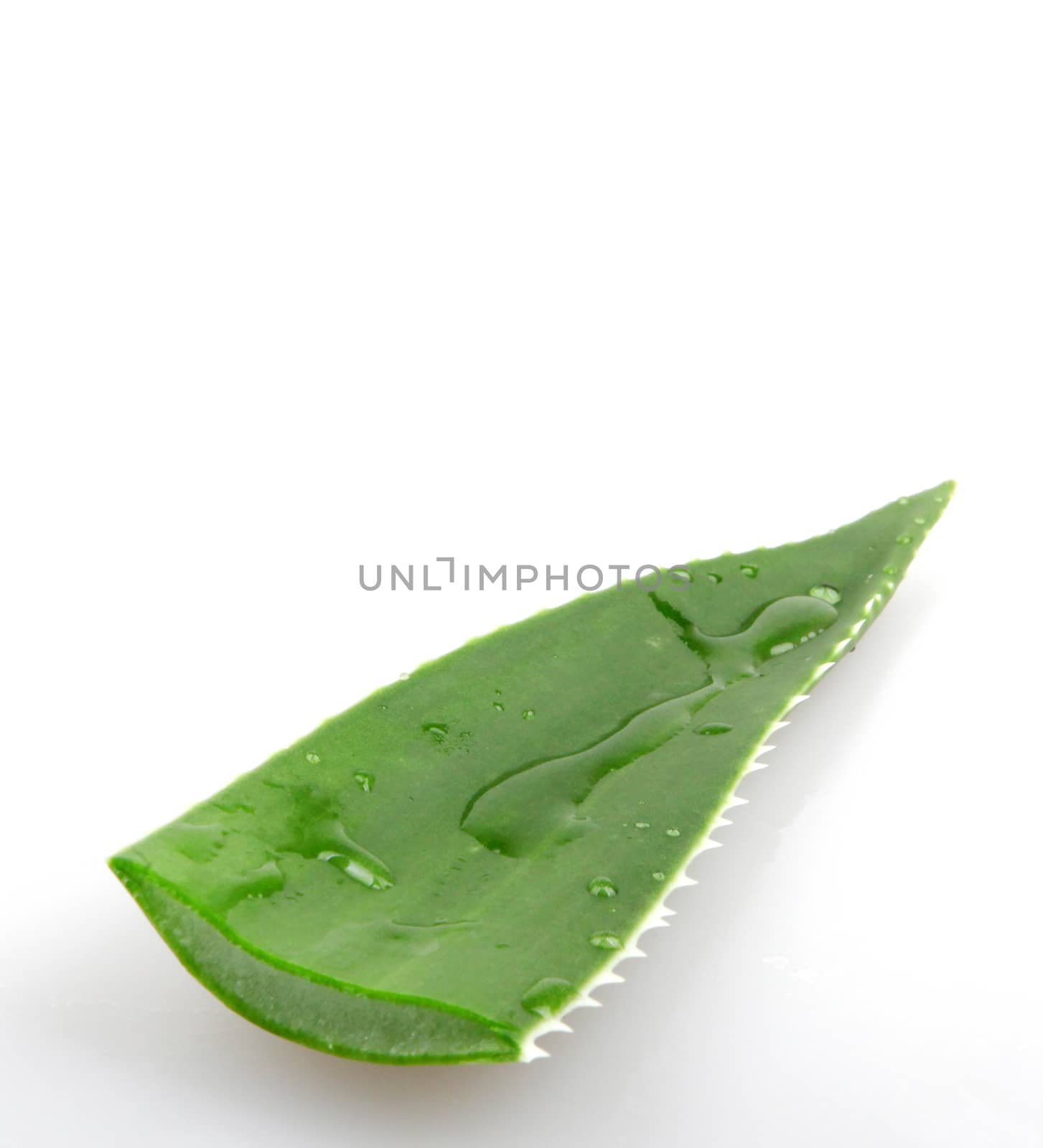 Aloe vera