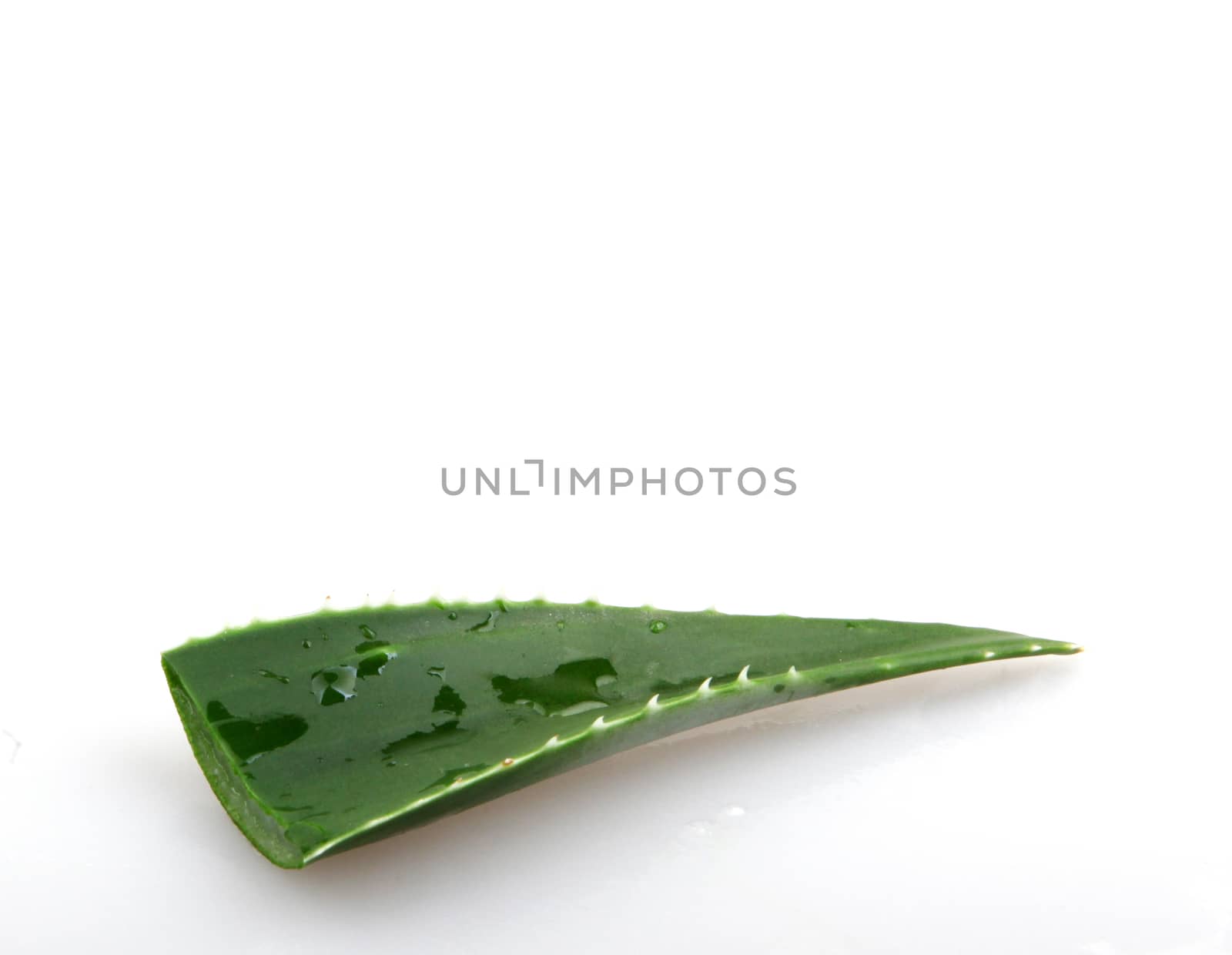 Aloe vera