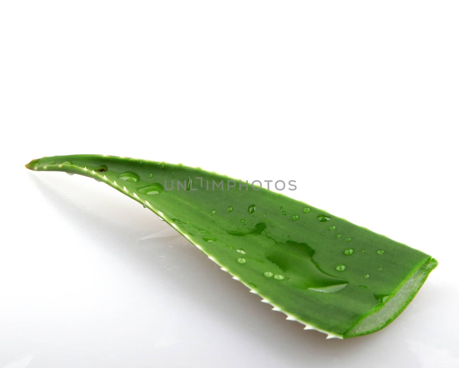 Aloe vera