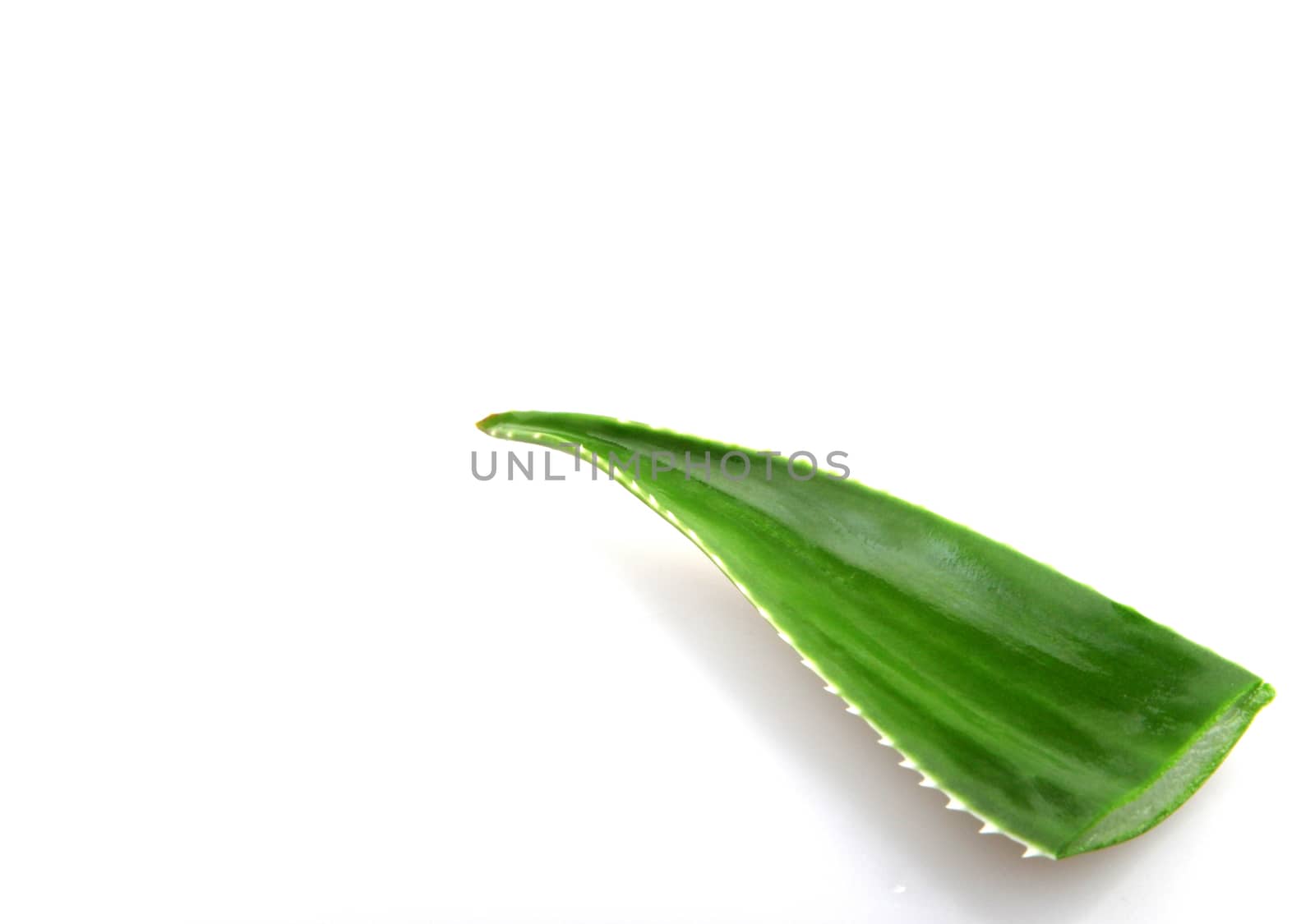 Aloe vera